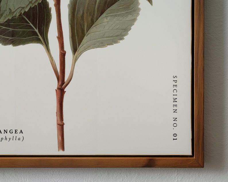 May include: Botanical print of a plant stem with leaves, framed in a wooden frame. The artwork features detailed illustrations of the plant's structure, with text that reads "SPECIMEN NO. 01". The leaves are green and the stem is brown.