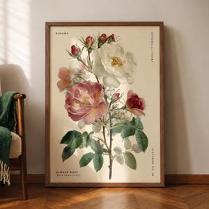 Damask Rose Botanical Wall Art Print, Vintage Floral Poster, Rosa Damascena Flower Illustration, Cottagecore Garden Decor, Botanical Series