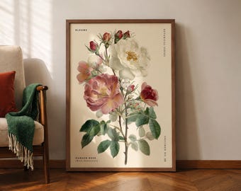 Lámina decorativa botánica de rosa damascena para pared, póster floral vintage, ilustración de la flor Rosa Damascena, decoración de jardín estilo cottagecore, serie botánica.