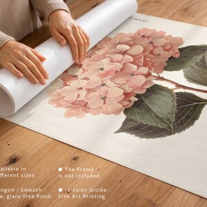 May include: A botanical print of a hydrangea flower in shades of pink and green. The print is being unrolled on a wooden surface. The print is available in 12 sizes and is printed on 200gsm smooth matte paper with 12-color Gicl&eacute;e fine art printing.