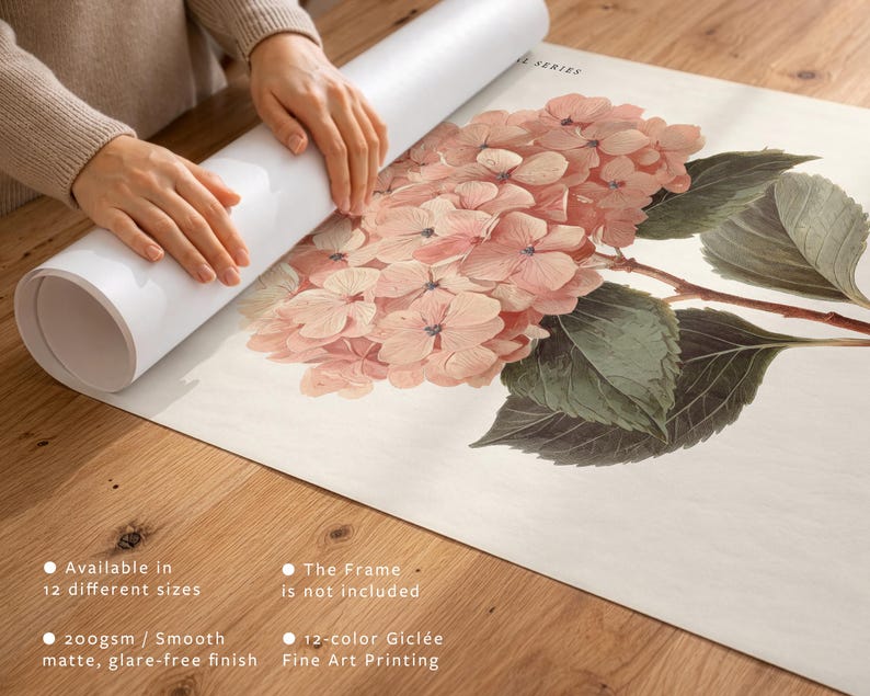 May include: A botanical print of a hydrangea flower in shades of pink and green. The print is being unrolled on a wooden surface. The print is available in 12 sizes and is printed on 200gsm smooth matte paper with 12-color Gicl&eacute;e fine art printing.
