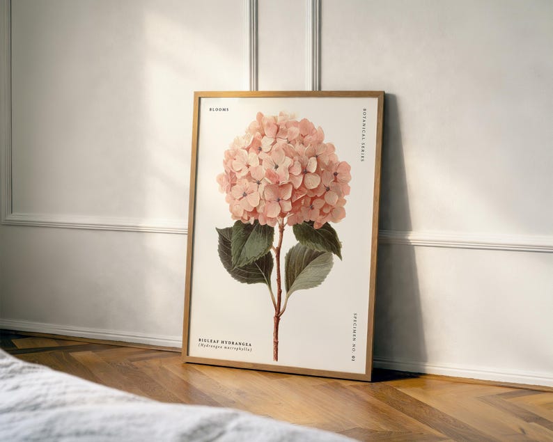 May include: A framed botanical print featuring a detailed illustration of a pink hydrangea flower. The artwork includes green leaves, a stem, and text that reads "Blooms" and "Bigleaf Hydrangea". The frame is a light brown color.