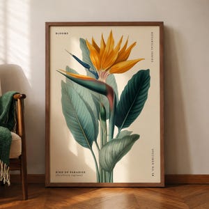 Bird of Paradise (Strelitzia reginae) Botanical Poster, Tropical Flower Illustration, Vintage Floral Wall Art