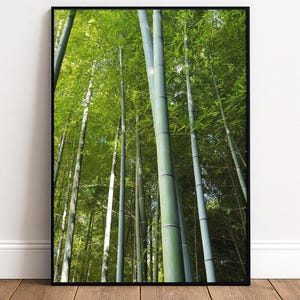 Kyoto Bamboo Forest Print | Serene Japan Nature Wall Art, Green Stalks