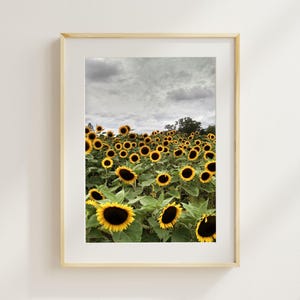 Può includere: Una stampa artistica da parete verticale incorniciata che raffigura un campo di girasoli giallo brillante con centri marrone scuro sotto un cielo grigio nuvoloso. L'opera è racchiusa in una semplice cornice in legno chiaro con bordo bianco.