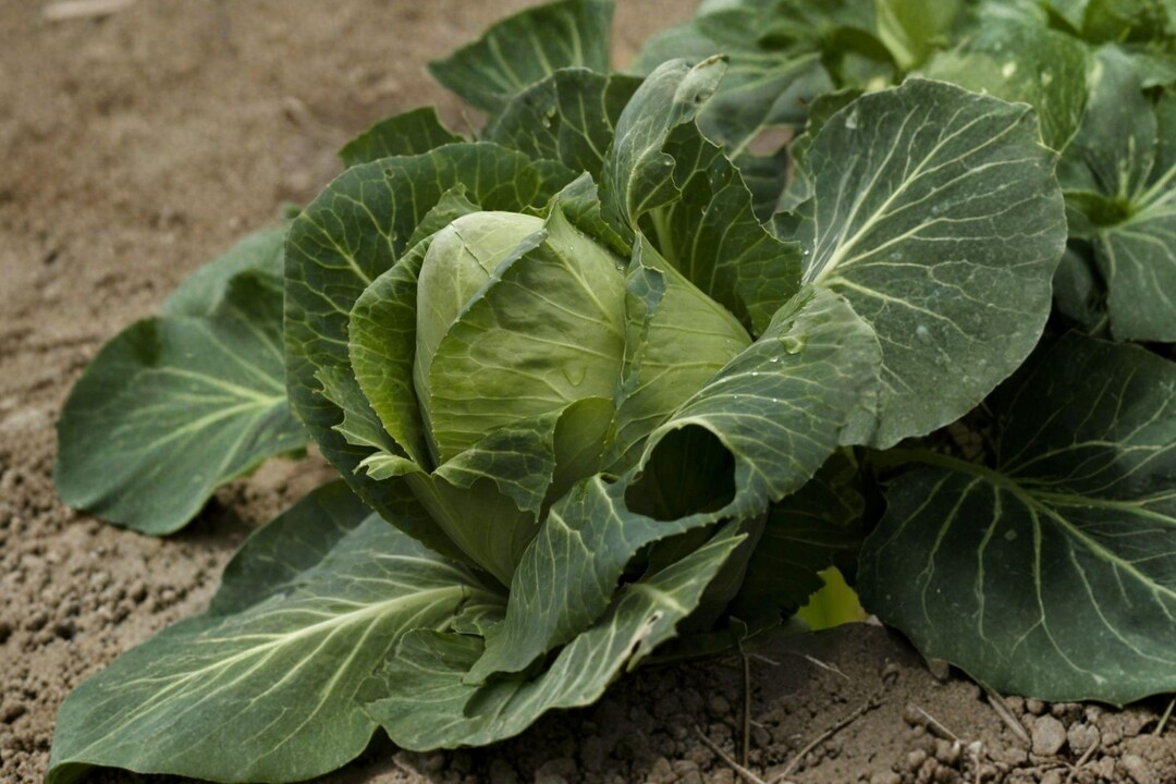 Cabbage Early Jersey Wakefield 500 Seeds Heirloom Non GMO Early Pointed ...