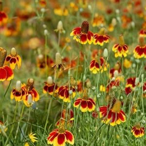 May include: A field of Mexican hat flowers featuring prominent, cone-shaped dark brown centers surrounded by drooping petals with deep red bases and bright yellow tips, all supported by slender green stems amidst lush green foliage.