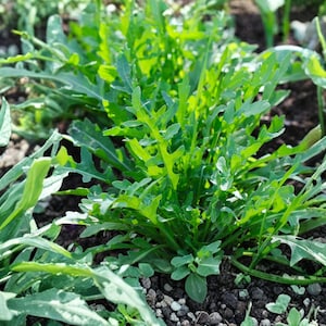 May include: A close-up shot of fresh arugula plants growing in dark soil. The bright green leaves have a distinctive, lobed shape, and the plants are densely packed together. The image captures the texture and vibrancy of the leafy greens.