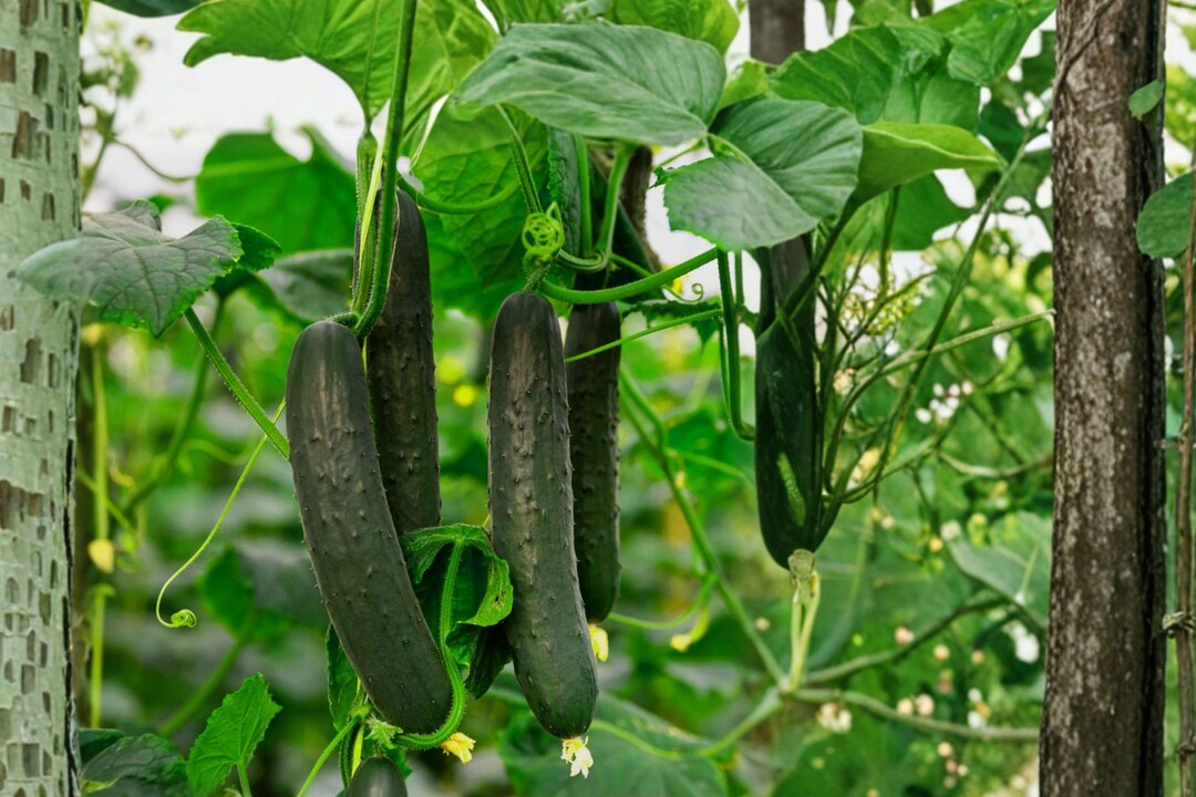 5 Inch Cucomber Cucumber Spacemaster 50 Seeds Compact Bush Heirloom Non GMO Slicing ...