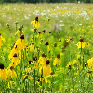 May include: A field of yellow coneflowers with dark brown centers and slender green stems, interspersed with small white flowers and lush green foliage, creating a vibrant meadow scene under natural daylight conditions.