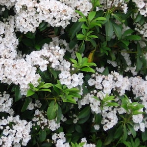 May include: A close-up of a mountain laurel bush in full bloom. Clusters of small, white flowers cover the plant, contrasting with the vibrant green leaves. The image showcases the natural beauty of the flowering shrub.