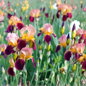 May include: A field of colorful iris flowers in full bloom. The flowers display a range of colors, including pink, yellow, and deep purple. The petals have a delicate texture, and the overall scene is vibrant and lively.
