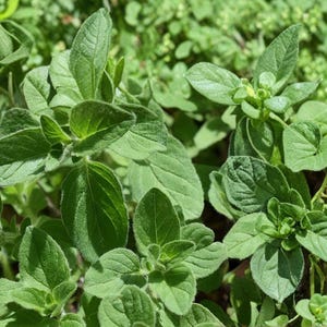 May include: A cluster of vibrant green oregano leaves growing in a dense patch. The plant features small, oval-shaped, slightly fuzzy leaves with visible veins, arranged in opposite pairs along the stems, creating a lush, textured foliage.