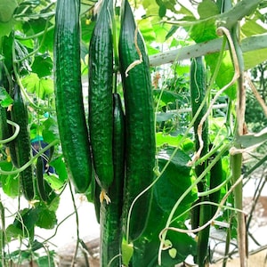 May include: A cluster of long, green cucumbers hanging from vines with lush green leaves. The cucumbers are a vibrant green color and appear to be freshly grown. The image captures a close-up view of the cucumbers and their surrounding foliage.