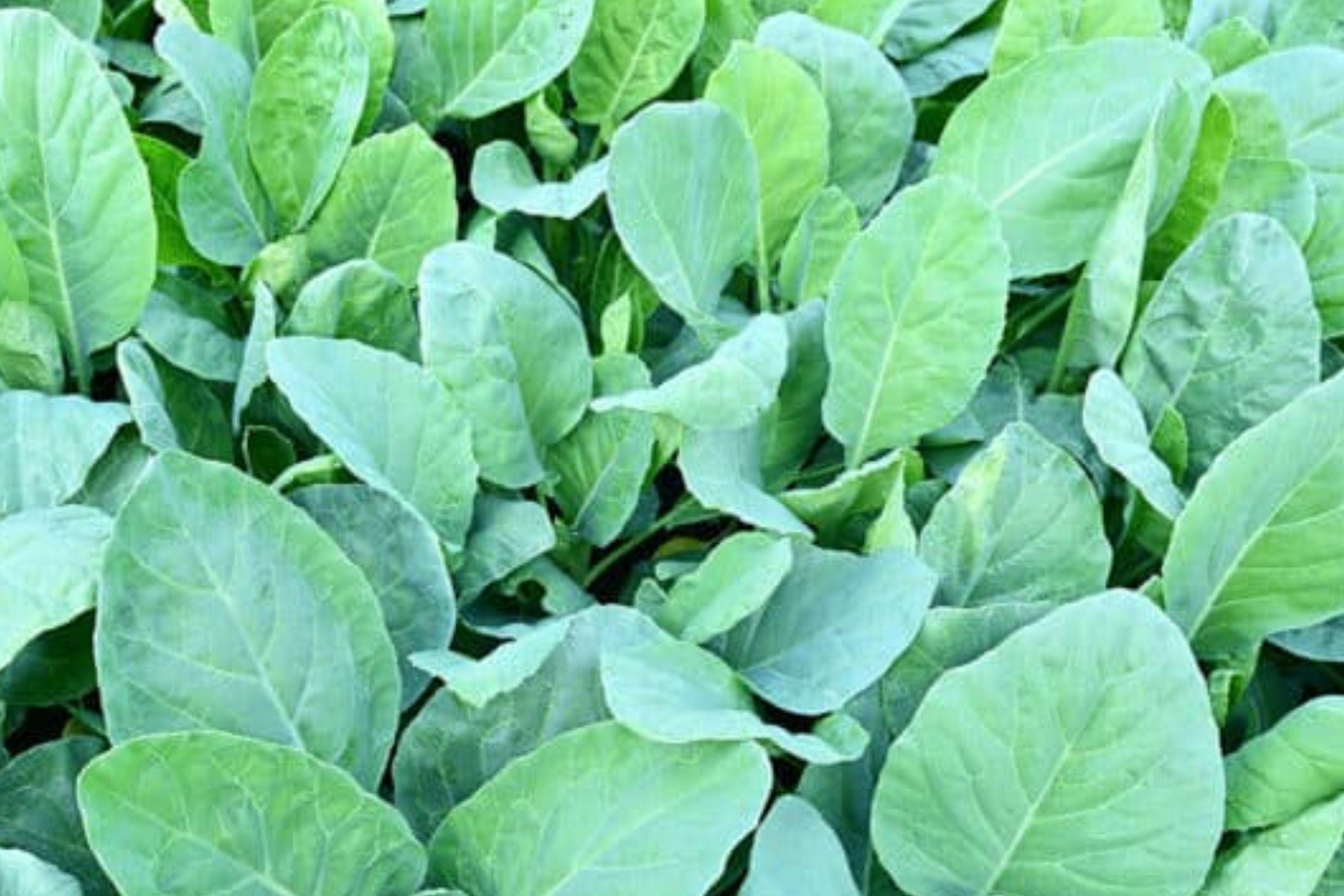 Wan Shen Kailan Chinese Broccoli Seeds - Heirloom Gai Lan, 300 Seeds - Etsy