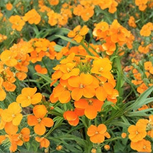May include: A vibrant field of orange flowers with four petals each. The flowers are in full bloom, with a cluster of flowers in the foreground and many more in the background. Green leaves provide a contrast to the bright orange.