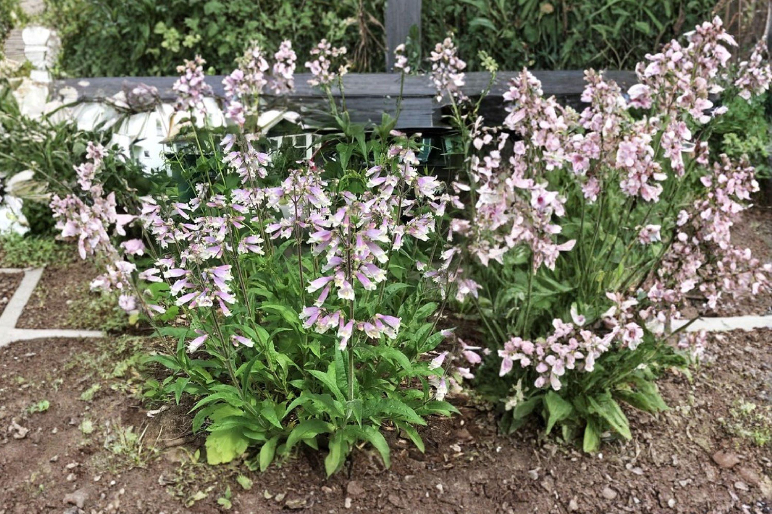 Native Penstemon Penstemon Hirsutus Hairy Beardtongue 100 Seeds – Native Lavender ...
