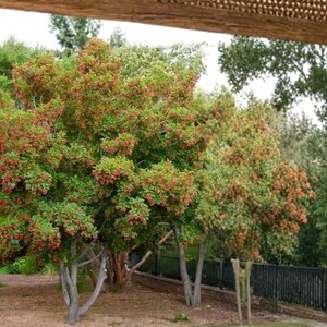 May include: A vibrant image of several trees with lush green foliage and clusters of small red berries. The trees are set against a backdrop of other trees and a dark fence, creating a natural, outdoor scene.