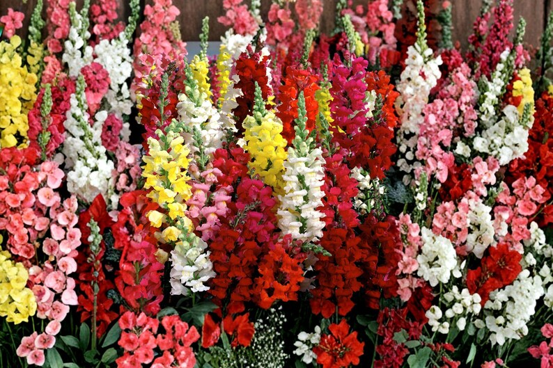 Tetra Snapdragon Antirrhinum Majus Seeds - 500 Colorful Snap Dragon ...