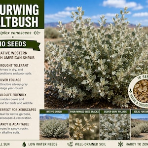 Fourwing Saltbush Seeds, Native Drought-Tolerant Shrub, Silver Foliage, Xeriscape Plant