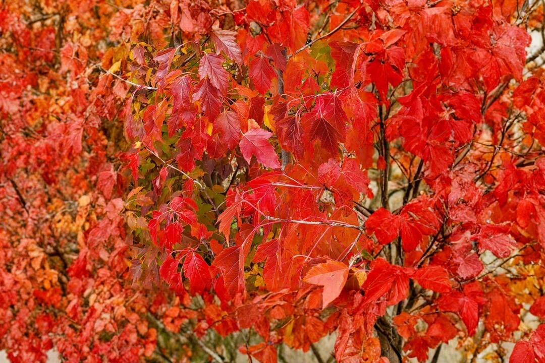 Amur Maple Seeds – Acer Ginnala Ornamental Tree, Brilliant Red Fall ...