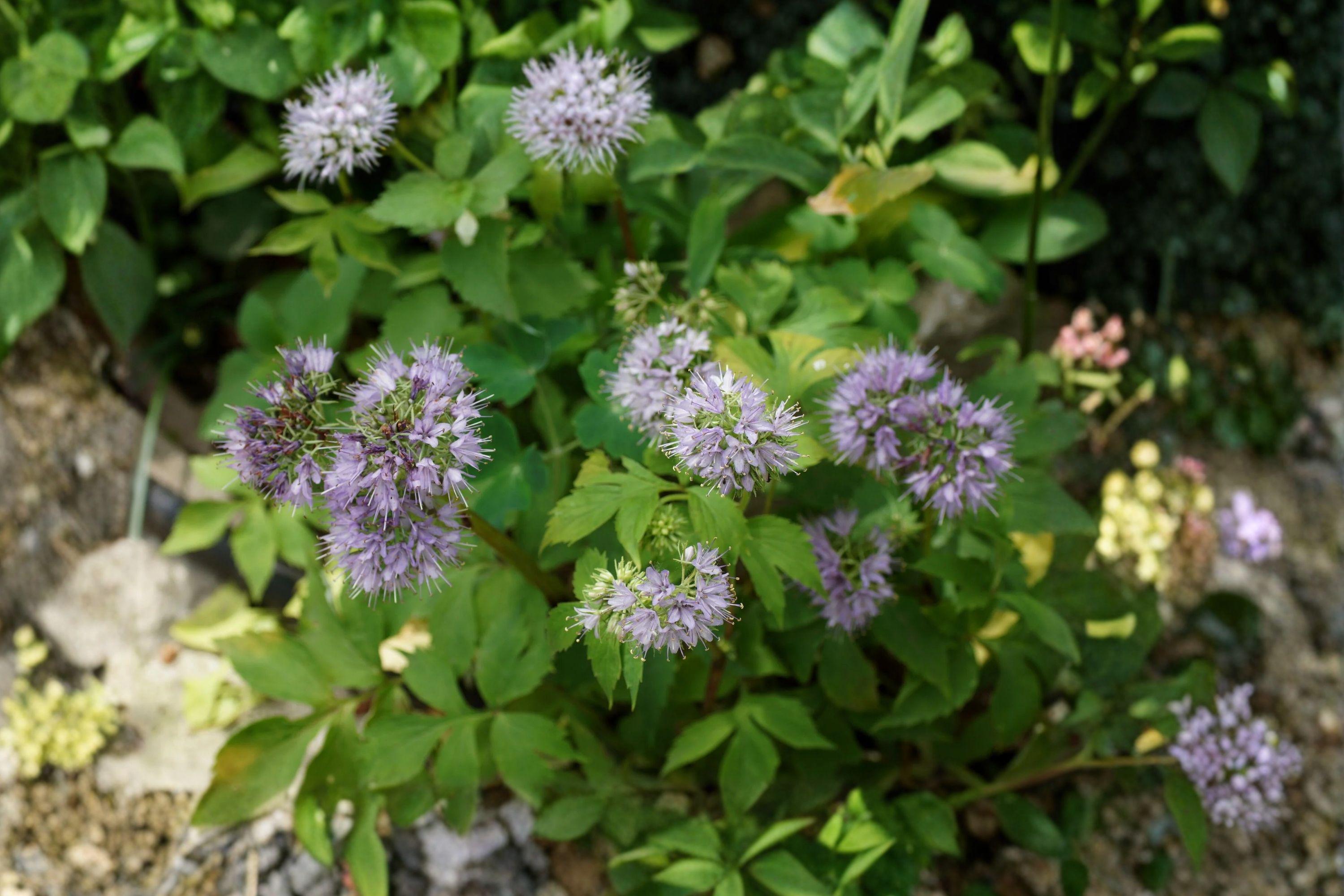 Hydrophyllum Virginianum Virginia Waterleaf Seeds – Native Shade Loving ...