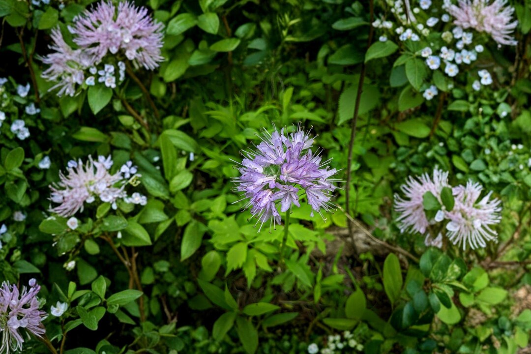 Hydrophyllum Virginianum Virginia Waterleaf Seeds – Native Shade Loving ...