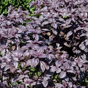 May include: A close-up of a vibrant purple basil plant with numerous leaves. The leaves have a deep purple hue with lighter veins, creating a striking contrast. The plant is surrounded by green foliage.