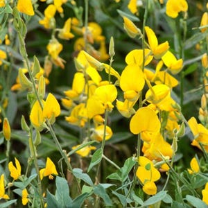 May include: Close-up of vibrant yellow flowers with a backdrop of green foliage. The flowers have a delicate, layered petal structure and are in full bloom. The image captures a natural, botanical scene.