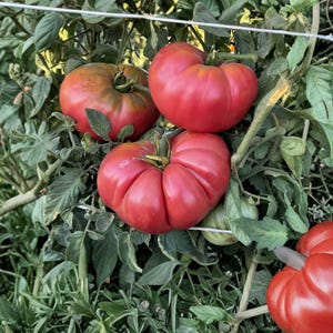 May include: Close-up of several ripe, red tomatoes growing on a vine with green leaves. The tomatoes have a ribbed appearance and are in various stages of ripeness. The image is taken outdoors in natural light.