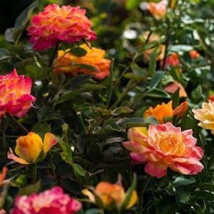 May include: A cluster of vibrant roses featuring petals with blended shades of yellow, orange, and pink. The flowers are in various stages of bloom, surrounded by dark green serrated leaves on thin stems, creating a dense and colorful floral display.