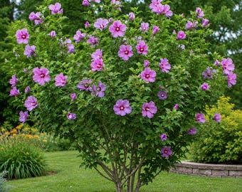2 Live Rose of Sharon Plants – Hardy Hibiscus Syriacus, 30 Inch Bare Root Starter
