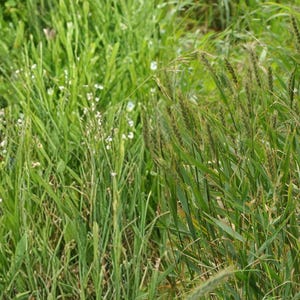 May include: A dense patch of vibrant green vegetation featuring tall stalks of wheat with textured seed heads on the right side and a cluster of thin, leafy grass stems interspersed with small white flowers on the left side of the frame.