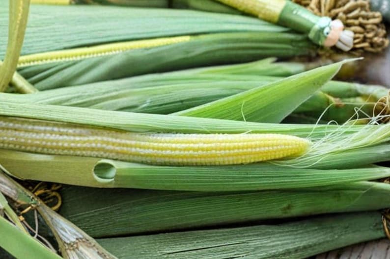 Pale Corn Japanese Hulless White Popcorn Seeds 50 Pack Baby Corn Variety Non GMO ...