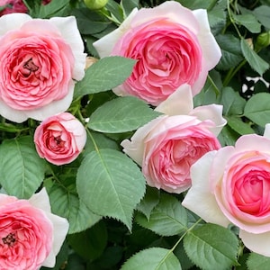 Eden Climbing Rose Live Plant 3 Inch Pot – Bareroot Shipped, Rosa 'Eden'