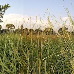Eastern Gamagrass Tripsacum dactyloides Seeds, Native Ornamental Prairie Grass, Wildlife Forage & Erosion Control Plant, 10 Seeds