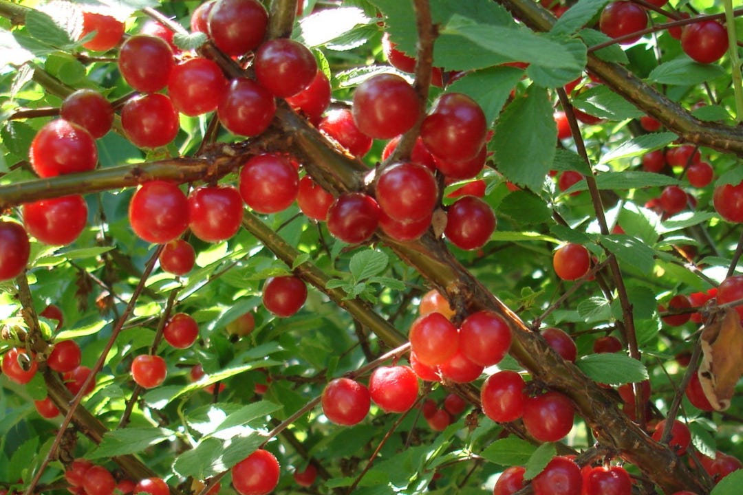 Nanking Cherry Seeds – Hardy Fruit Shrub, Edible Garden Hedge ...