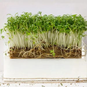 May include: A rectangular block of fresh cress sprouts, featuring vibrant green leaves and white stems, sits atop a white, layered platform. The cress is rooted in a brown, earthy base, showcasing the natural growth of the plant.
