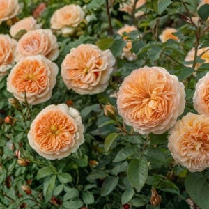 May include: A cluster of blooming peach-colored roses with dense, ruffled petals and dark green foliage. The flowers exhibit a gradient of soft orange and apricot tones, with some buds visible among the fully opened, multi-layered blossoms.