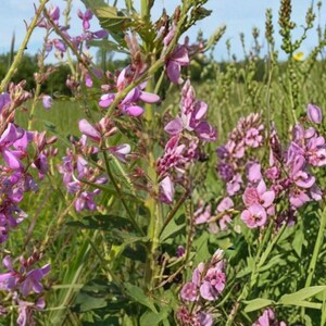 May include: A cluster of wild pink flowers with delicate petals growing on slender green stems amidst tall blades of grass. The blossoms feature varied shades of light and dark pink, with small green leaves attached to the stalks in a natural outdoor setting.