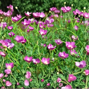 May include: A field of vibrant pink flowers with yellow centers, set against a backdrop of green foliage. The flowers are in full bloom, creating a dense and colorful display. The image captures a natural, floral scene.