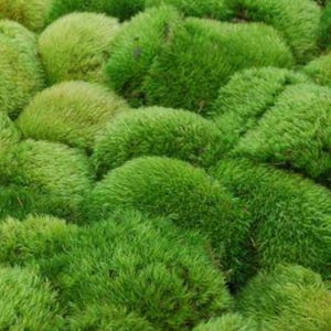 May include: Close-up of vibrant green moss, showcasing a dense, textured surface. The image highlights the natural, organic forms of the moss, with varying shades of green creating depth and visual interest. The overall effect is a lush, verdant display.