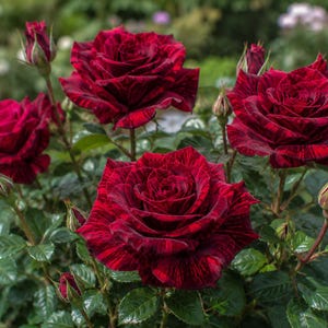 May include: A cluster of deep red roses featuring dark burgundy stripes on the petals. The flowers are in various stages of bloom, ranging from tight, pointed buds to fully opened blossoms with layered petals, surrounded by dark green leaves.