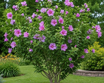May include: A large, upright shrub featuring numerous five-petaled flowers in shades of vibrant pink and purple. Each blossom displays a prominent, darker magenta center. The plant has dense, serrated green foliage and multiple woody stems.