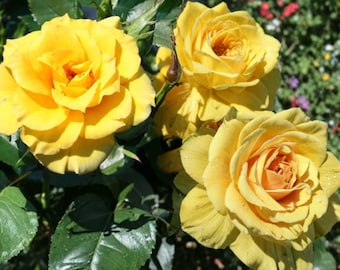 Golden Masterpiece Yellow Rose 2 Gallon Live Plant – Rosa 'Golden Masterpiece' Hybrid Tea Rose