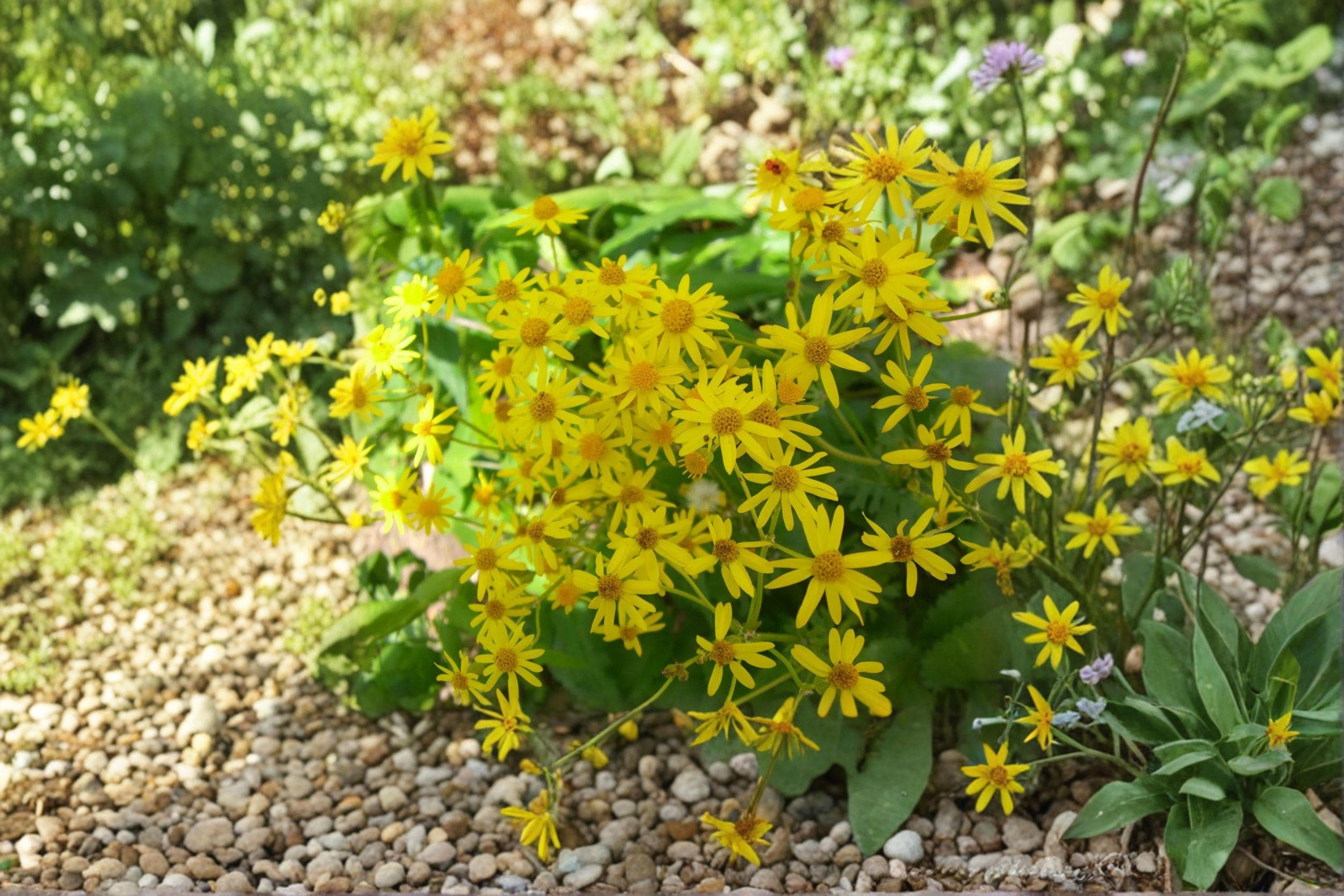 Packera Aurea Golden Ragwort Seeds – 100 Native Yellow Wildflower Seeds ...
