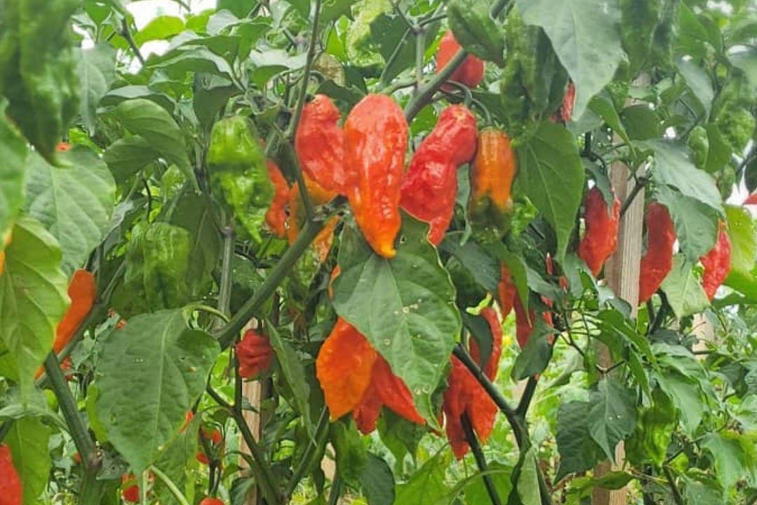 Ghost Pepper Seeds Bhut Jolokia – Heirloom Super Hot Chili Pepper (25 ...