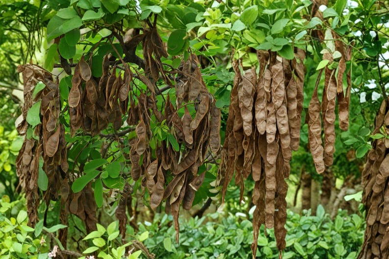 Black Locust 1 Plant Bare Root – Robinia Pseudoacacia - Etsy
