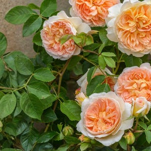 Bathsheba English Climbing Rose 3 Unrooted Live Cuttings 5–8 Inch – Rosa 'Auschimbley' Fresh Propagation Stems