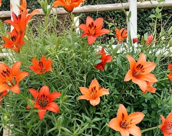 Lilium philadelphicum Prairie Lily 10 Seeds Native Perennial Flower Seeds Orange Red Wildflower Pollinator Friendly Garden Plant